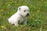 WESTIE 489